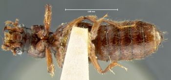 Media type: image;   Entomology 6531 Aspect: habitus ventral view